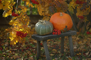 still life in autumn garden with two little pumpkins on a bench