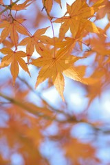 Macro details of vibrant colorful Japanese Autumn Maple leaves