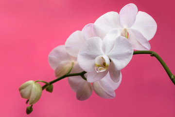 white orchids on a pink background blooming branch of white orchids on a pink background with stems and buds