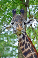 Close up of a giraffe face looking straight forward with peach nose, big black eyes with long lashes, mottled hump, white cocked ears, and long black nobs on head with trees and leaves in background.