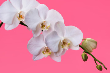 white orchids on a pink background blooming branch of white orchids on a pink background with stems...