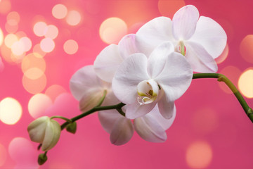 white orchids on a pink background blooming branch of white orchids on a pink background with stems and buds