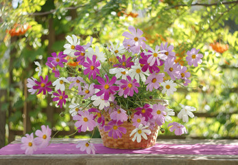still life in a sunlit garden with a bunch of cosmos in a basket