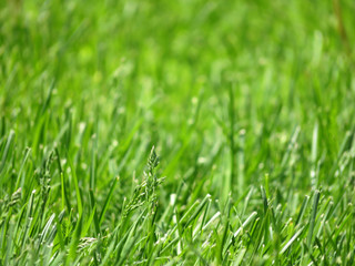 Fresh green grass background. Spring meadow, selective focus