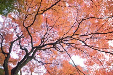 Wide angle landscape of colorful Japanese Autumn Maple tree
