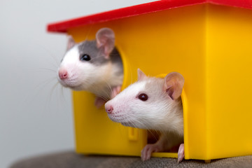 Two funny white and gray tame curious mouses hamsters with shiny eyes looking from bright yellow cage window. Keeping pet friends at home, care and love to animals concept.