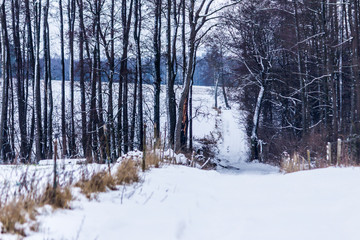 Snow covered a rural road leading through a ravine to a pasture for cows. Forest without foliage in...