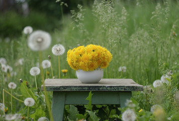 still life on a lawn with yellow dandelions in a white vase