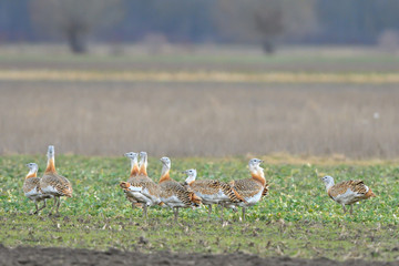 Great Bustard (Otis tarda) on the field in springtime