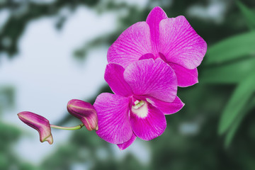 Orchid flower isolated on green, Clipping path