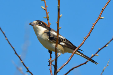 Woodchat shrike on a branch