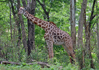 Full close up of female giraffe with big black eyes, long brown and black nobs on head, red mane, starburst black and chestnut spots, and white belly standing eating sprouts off a tree branch.