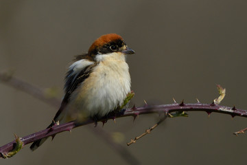 Woodchat shrike on a branch