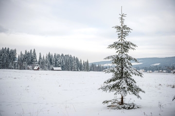samotny świerk © Kamil_k2p