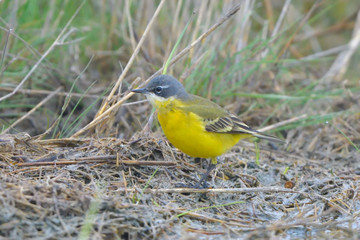 Fototapeta premium Yellow Wagtail in Springtime