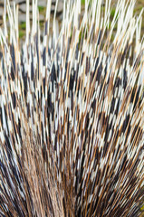Big porcupine quills