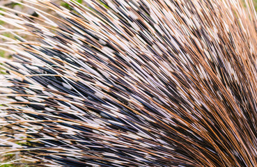 Big porcupine quills