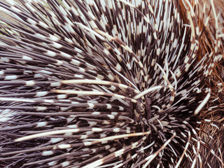 Big porcupine quills