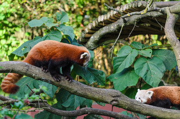 Two red pandas on a tree