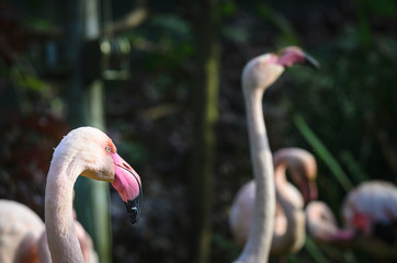 Flamingos head, birds in a group