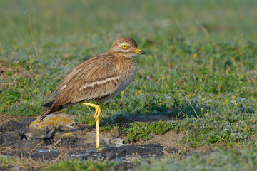 Eurasian stone curlew on the ground