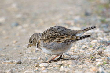 Calandra lark on the ground