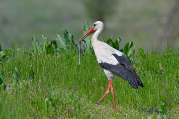White stork eating a snake