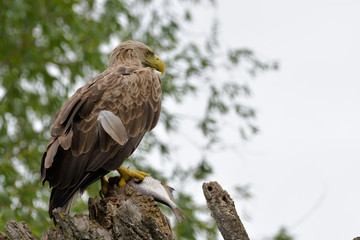 White Tailed Eagle on a branch