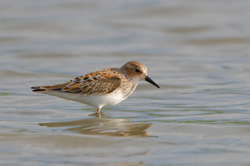 Little stint in shallow water