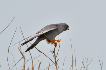 Red footed falcon in top of a tree