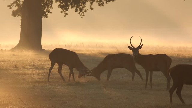 Red deer in Richmond Park, London during the rutting season.