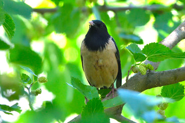 Fototapeta premium Rosy starling (pastor roseus)