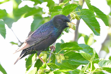 Starling on a tree