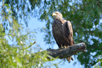 White Tailed Eagle on a branch