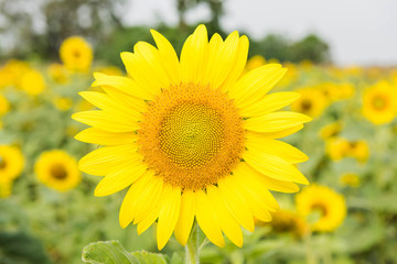 sunflower close up