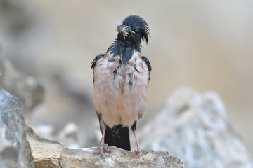 Rosy starling (Pastor roseus)