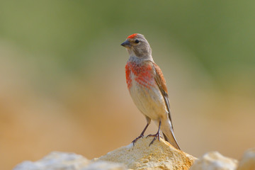 Fototapeta premium Common Linnet (Linaria cannabina), male