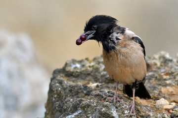 Rosy starling (Pastor roseus)