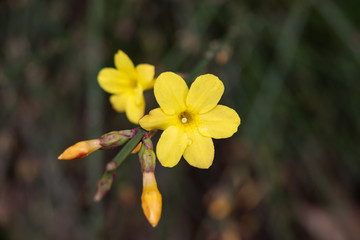 Winter Jasmine Flowers in Bloom in Winter