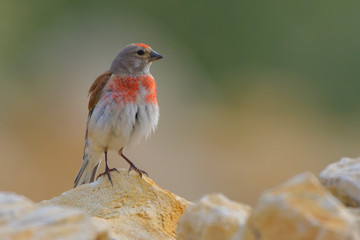 Common Linnet (Linaria cannabina), male