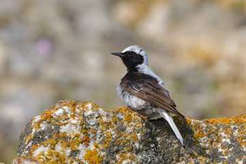 Pied wheatear on a rock