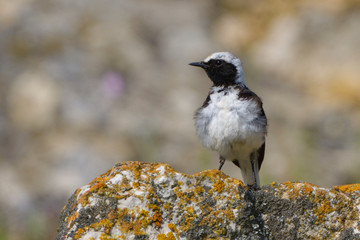 Pied wheatear on a rock