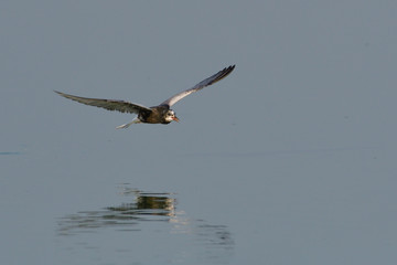 white winged tern
