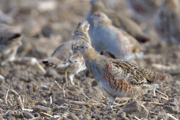 Common Partridge