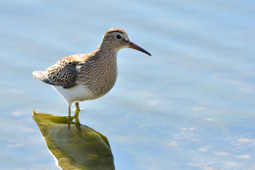 Pectoral sandpiper (Calidris melanotos)