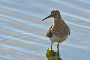 Pectoral sandpiper (Calidris melanotos)