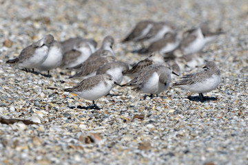 Sanderling