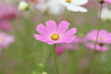 Fototapeta premium kwiat