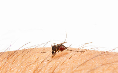 Aedes aegypti . Close up a Mosquito sucking human blood.