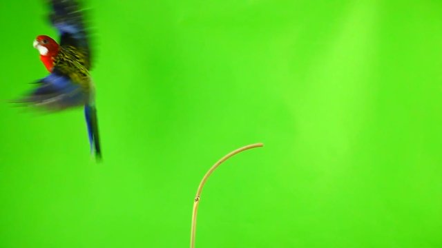 slow motion. Rosella the parrot flaps its wings and flies out of the green screen.